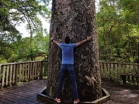 ワイアウ・カウリ・グローブ・ウォーク